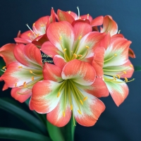 The Narcotics Series | Utopia Clivias